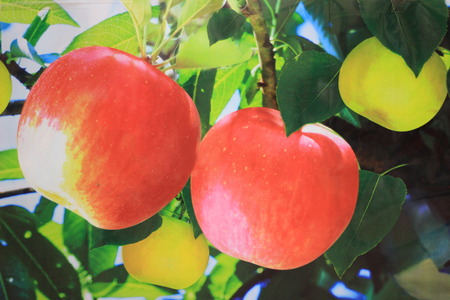 appleの写真素材