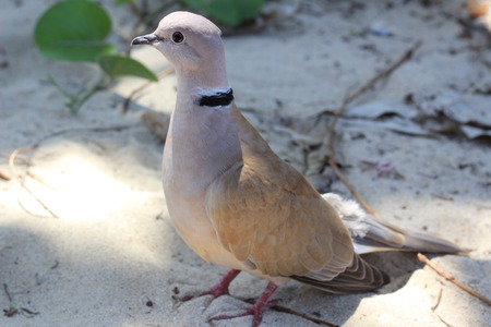 birdの写真素材