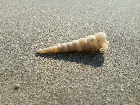 Shellの素材