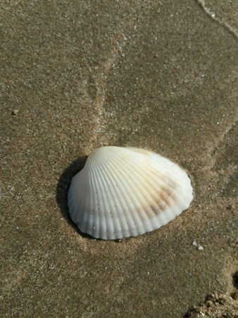 Beachの素材