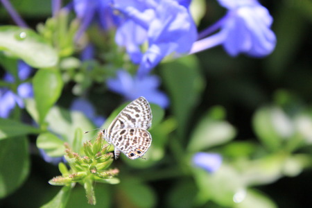 butterflyの写真素材
