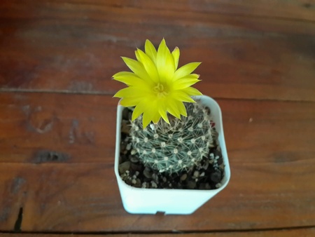 Cactusの素材