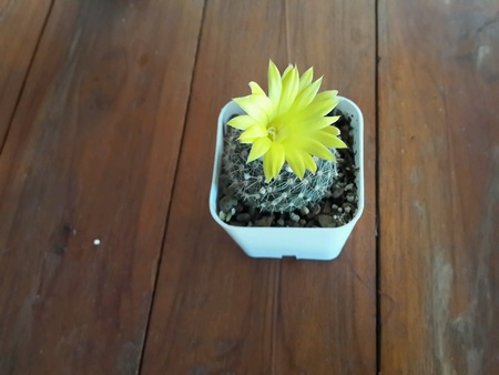 Cactusの素材