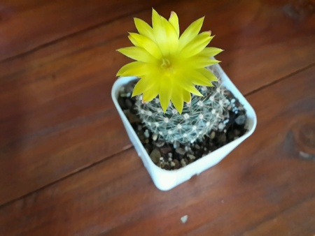 Cactusの素材
