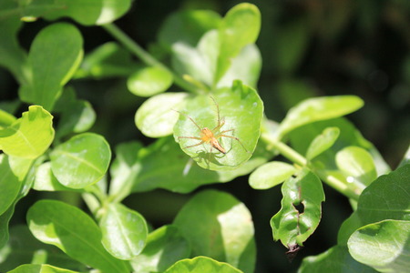 spiderの写真素材