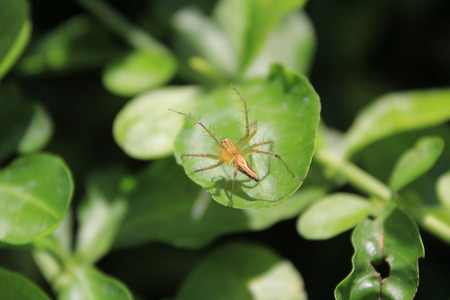 spiderの写真素材