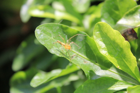 spiderの写真素材