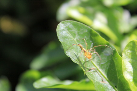 spiderの写真素材