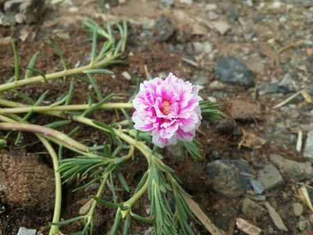Flowerの素材