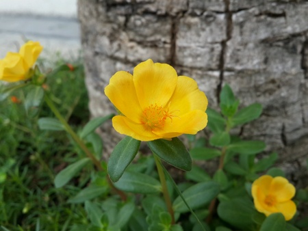Flowerの素材
