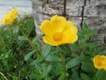 Flowerの素材