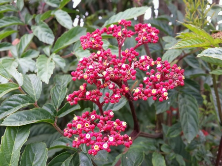 Flowerの素材