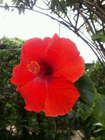 Flowerの素材