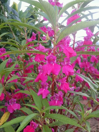 Flowerの素材