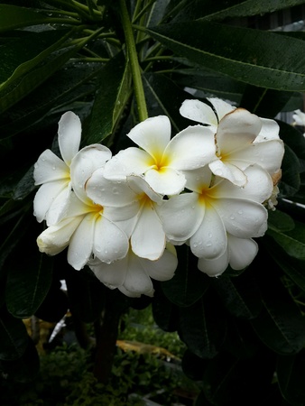 Flowerの素材