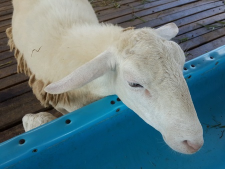 Sheepの素材