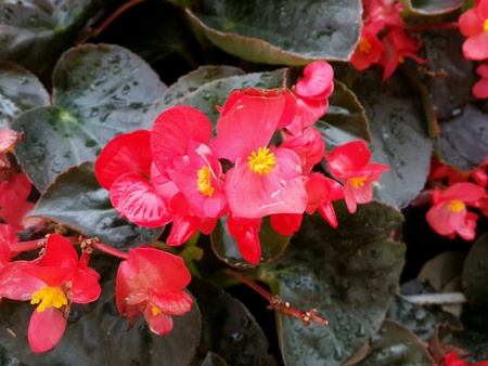 Flowerの素材