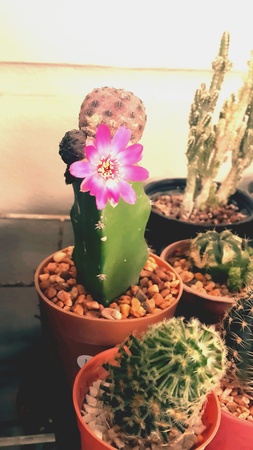 Cactusの素材