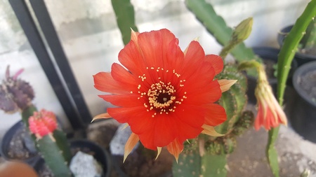 Cactus flowerの素材