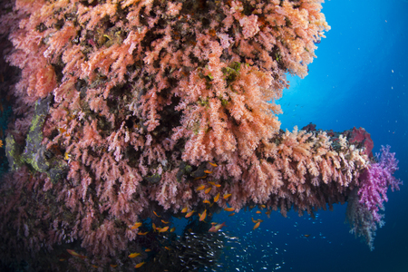 More Basslet fish with colourful of soft coral . Similan Island andaman sea Thailandの写真素材