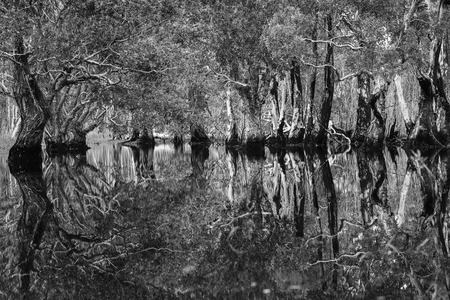 Art of reflection. swamp forest ,Thailand