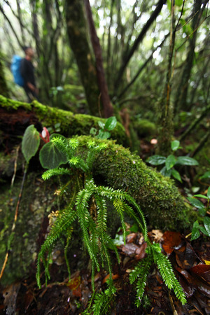Fern many specie in tropical jungle rain forest,Khaoluang National Park ,Nakhon Sri...