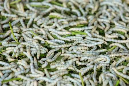 Silk Worm eating leaf Indian mulberry. Background ,Thailandの写真素材