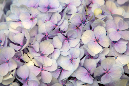 Hydrangea Flower. Abstract background of flowers. Close-up.