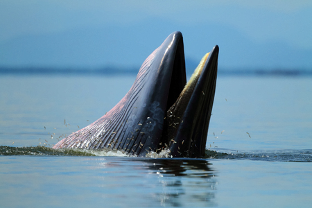 Behaviour , Bryde's Whale eat anchovy fishes under the wave  , Phetchaburi province , gulf of Thailandの写真素材