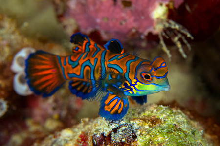Mandarinfish or Mandarin dragonet ( Synchiropus splendidus ) is close-up shot , it very small tropical fish vivid color , Sipadan island Borneo . Celebes sea, malaysiaの写真素材