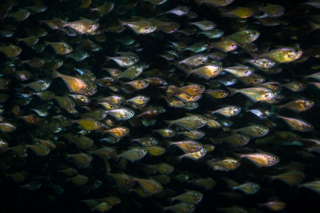 school of Black-edged sweeper (Pempheris mangula) inside the cave ,Andaman sea ,Thailandの写真素材