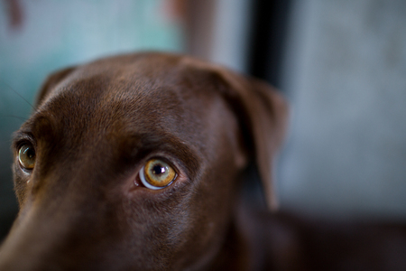 labrador retriever looking like use the eye appeal to his owner.- Selective focus on eye dog.の写真素材