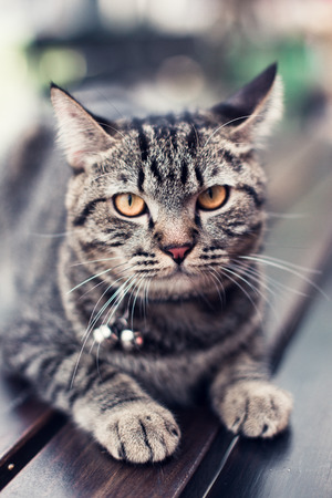 Beautiful   cat  on the ground wooden background ,  close upの写真素材