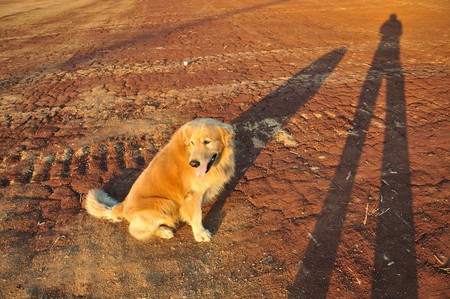 Golden retrieverの写真素材