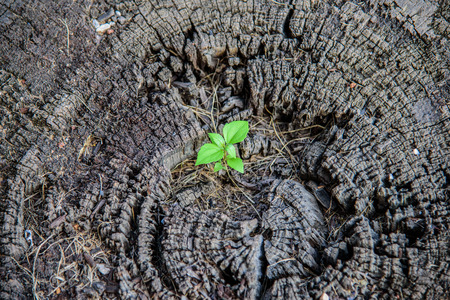 small green tree growing on stumpの写真素材