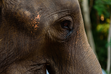 close-up elephant eyeの写真素材