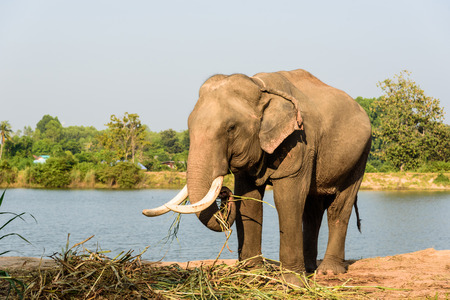 big elephant with long ivory is eatingの写真素材