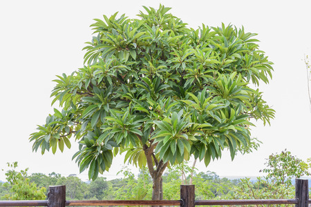 beautiful green treeの写真素材