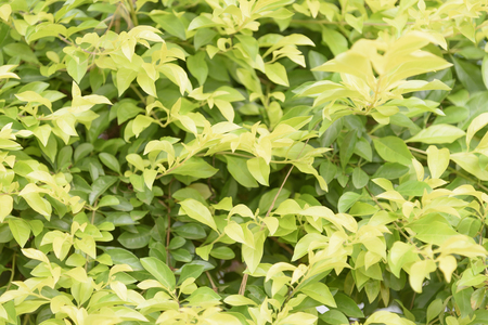 beautiful green treeの写真素材