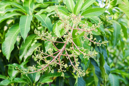 mango flower with green leafの写真素材