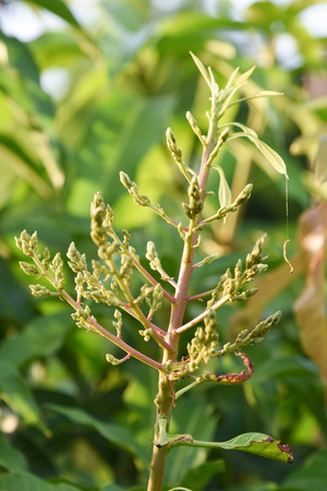 Young mango buds and flowers on its tree in a gardenの写真素材