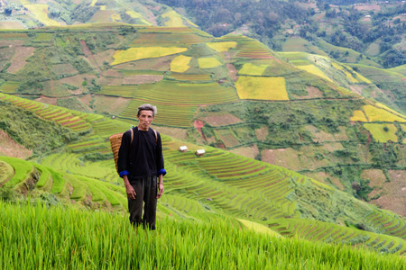 old farmer works and carries baskets on his shoulder in the field of rice on rice terracesの写真素材