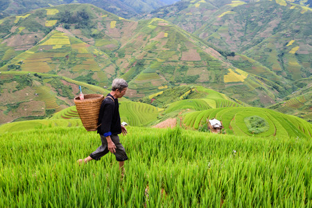 old farmer works and carries baskets on his shoulder in the field of rice on rice terracesの写真素材