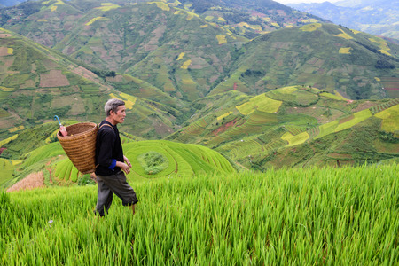 old farmer works and carries baskets on his shoulder in the field of rice on rice terracesの写真素材