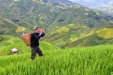old farmer works and carries baskets on his shoulder in the field of rice on rice terracesの写真素材