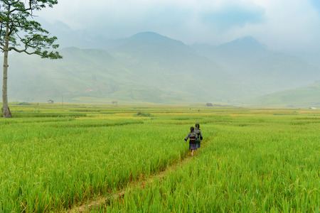 little farmer are walking on rice fieldの写真素材