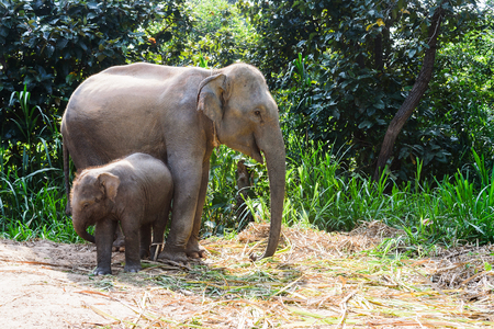 baby elephant and motherの写真素材