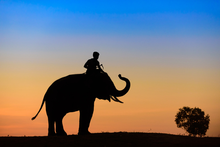 Elephant silhouette at sunset on blue and yellow skyの写真素材