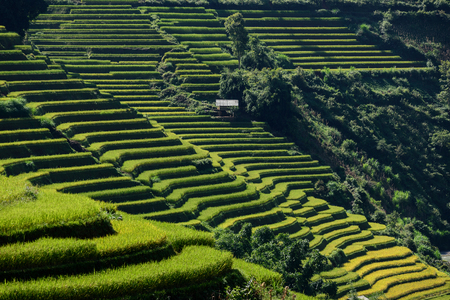 Rice fields on terraced of Mu Cang Chai, YenBai, Vietnam. Rice fields prepare the harvest at Vietnam. Vietnam landscapes.の写真素材