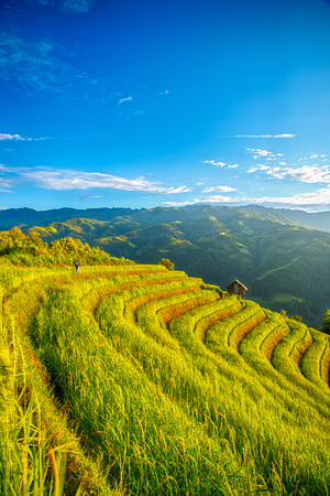 Rice fields on terraced of Mu Cang Chai, YenBai, Vietnam. Rice fields prepare the harvest at Vietnam. Vietnam landscapes.の写真素材